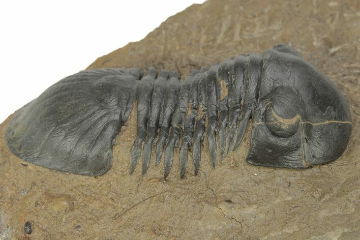 Detailed Paralejurus Trilobite - Atchana, Morocco #210165